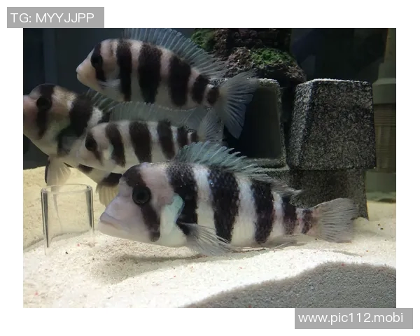 野猫官方:戴奇生病缺席今日对阵太攀蛇